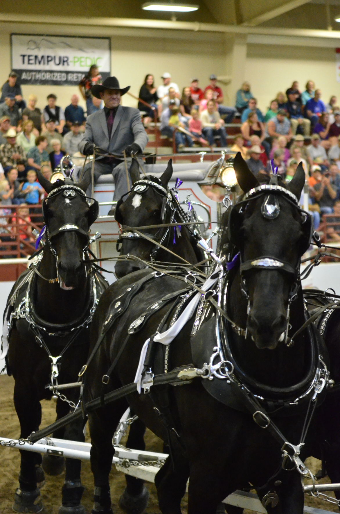 8-25-19 Draft Horse Hitch Final (85).JPG